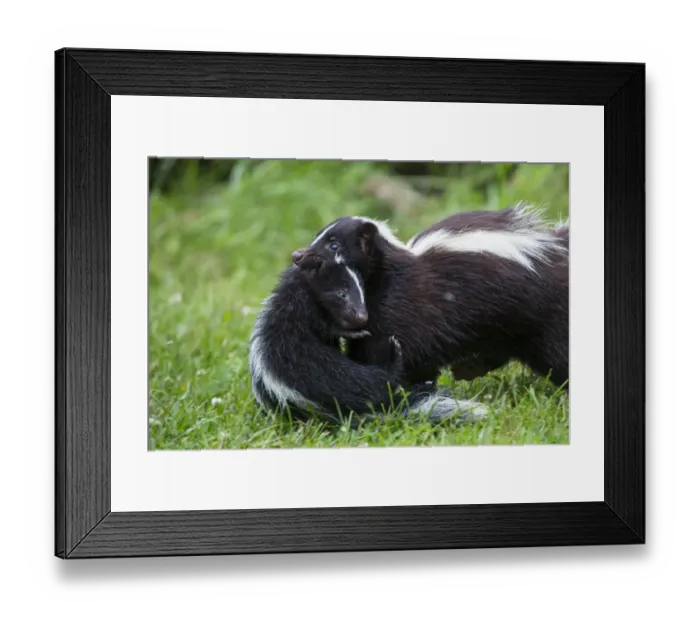 Framed Print : USA, Minnesota, Sandstone, Mother Skunk Carrying the Little One Framed Print : USA, Minnesota, Sandstone, Mother Skunk Carrying the Little One