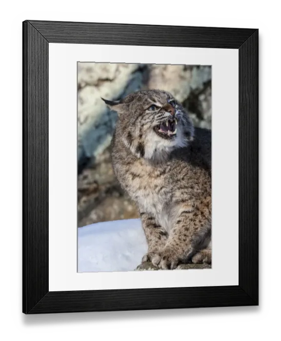 Framed Print : United States, Minnesota, Sandstone, Bobcat Growling