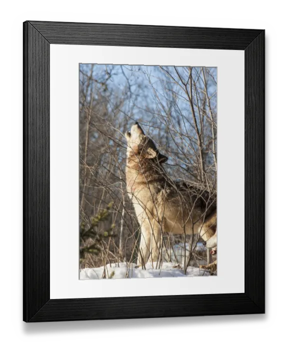 Framed Print : United States, Minnesota, Sandstone, Wolf Howling Framed Print : United States, Minnesota, Sandstone, Wolf Howling