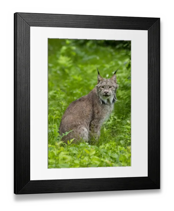 Framed Print : USA, Minnesota, Sandstone, Lynx