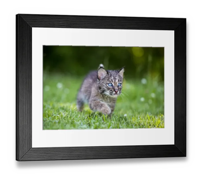 Framed Print : USA, Minnesota, Sandstone, Baby Bobcat (Kitten)