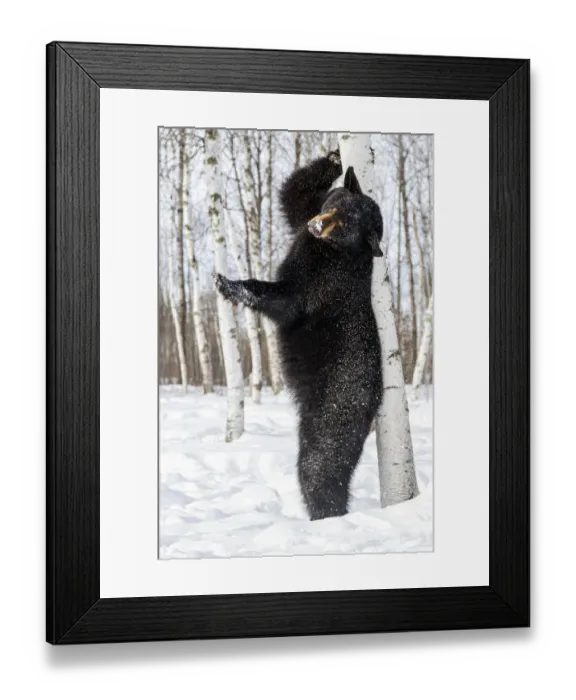 Framed Print : USA, Minnesota, Sandstone, Black Bear Scratching an Itch