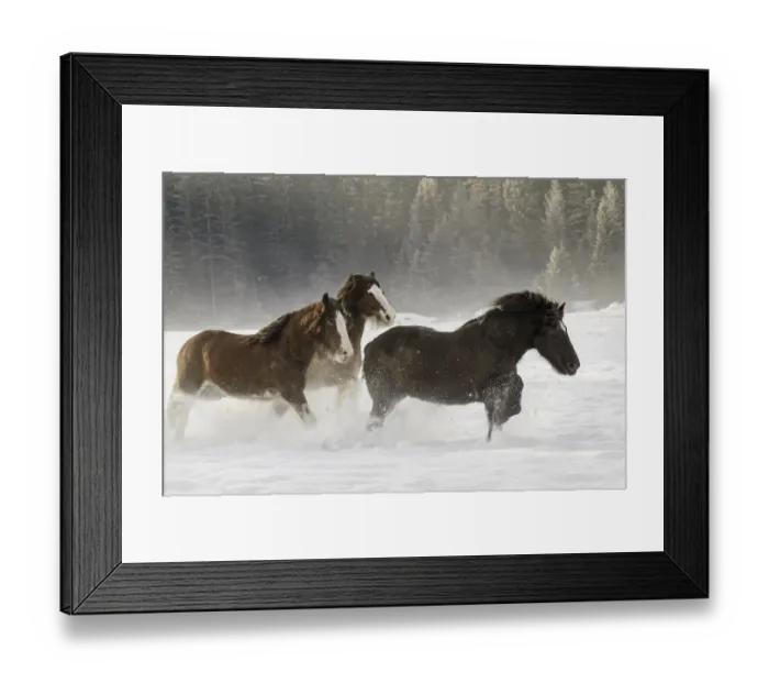 Framed Print : Belgian Horse roundup in winter, Kalispell, Montana. Equus ferus caballus Framed Print : Belgian Horse roundup in winter, Kalispell, Montana. Equus ferus caballus