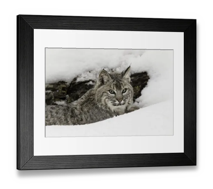 Framed Print : Bobcat in snow (Captive) Montana Lynx rufus Framed Print : Bobcat in snow (Captive) Montana Lynx rufus