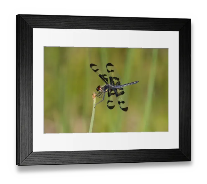 Framed Print : 06580-00214 Banded Pennant (Celithemis fasciata) male Washinton Co. MO Framed Print : 06580-00214 Banded Pennant (Celithemis fasciata) male Washinton Co. MO