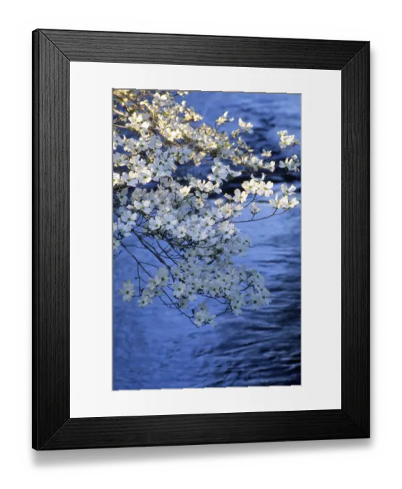 Framed Print : Blooming Dogwood Trees in early morning light with water in background Framed Print : Blooming Dogwood Trees in early morning light with water in background