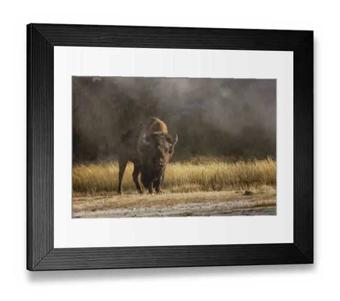 Framed Print : Bison in mist, Upper Geyser Basin near Old Faithful, Yellowstone National Park