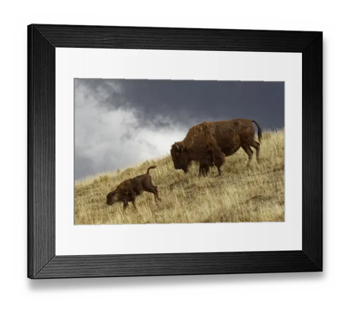 Framed Print : Bison in fall, Lamar Valley, Yellowstone National Park, Montana / Wyoming Framed Print : Bison in fall, Lamar Valley, Yellowstone National Park, Montana / Wyoming
