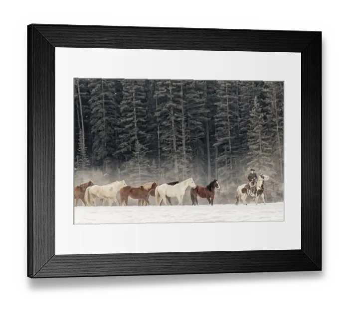 Framed Print : Horse roundup in winter, Kalispell, Montana Equus ferus caballus Framed Print : Horse roundup in winter, Kalispell, Montana Equus ferus caballus