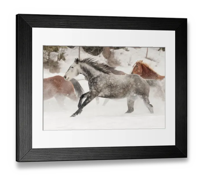Framed Print : Horse roundup in winter, Kalispell, Montana Equus ferus caballus Framed Print : Horse roundup in winter, Kalispell, Montana Equus ferus caballus