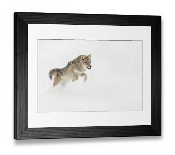Framed Print : Coyote in snow, (Captive) Montana Canis latrans Canid