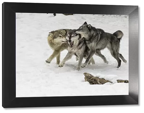 Gray Wolf or Timber Wolf, pack behavior in winter, (Captive Situation) Canis lupis