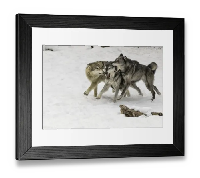 Framed Print : Gray Wolf or Timber Wolf, pack behavior in winter, (Captive Situation) Canis lupis Framed Print : Gray Wolf or Timber Wolf, pack behavior in winter, (Captive Situation) Canis lupis