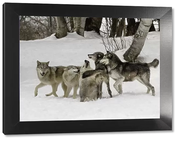 Gray Wolf or Timber Wolf, (Captive Situation) Canis lupis, Montana
