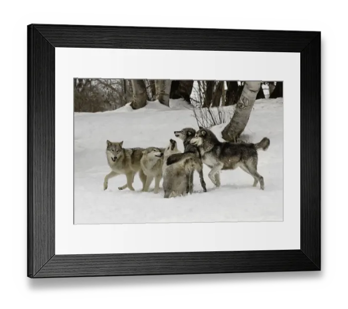 Framed Print : Gray Wolf or Timber Wolf, (Captive Situation) Canis lupis, Montana