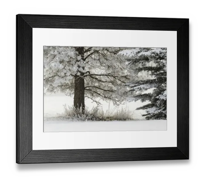 Framed Print : Heavy frost on trees, Kalispell, Montana Framed Print : Heavy frost on trees, Kalispell, Montana