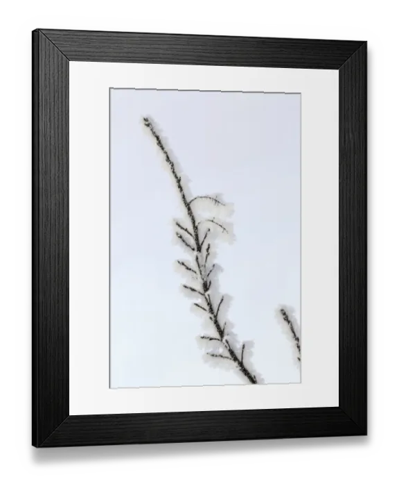 Framed Print : Heavy frost on trees, Kalispell, Montana Framed Print : Heavy frost on trees, Kalispell, Montana