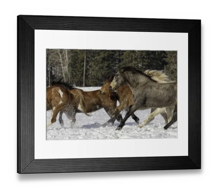 Framed Print : Horse roundup in winter, Kalispell, Montana Equus ferus caballus