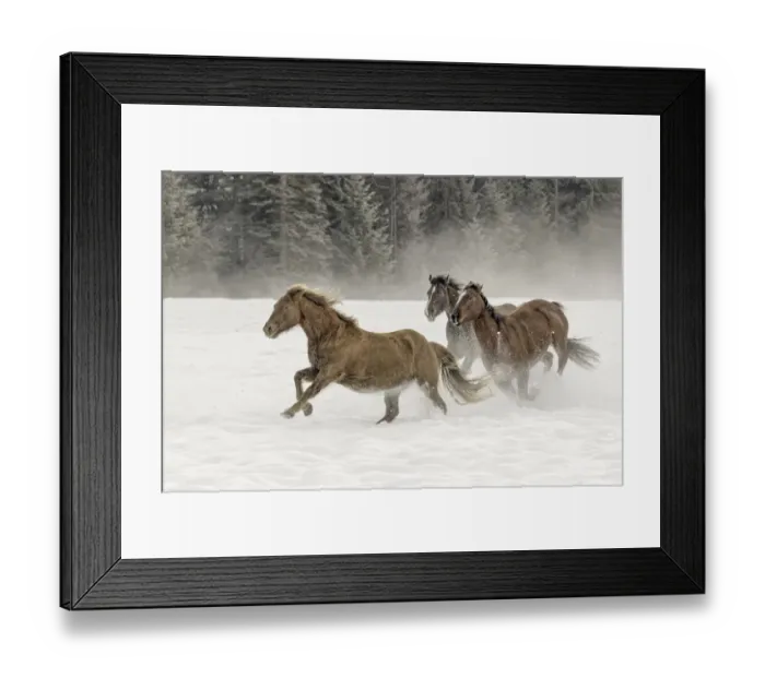 Framed Print : Horse roundup in winter, Kalispell, Montana Equus ferus caballus Framed Print : Horse roundup in winter, Kalispell, Montana Equus ferus caballus