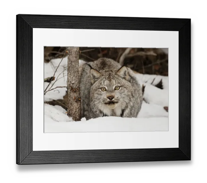 Framed Print : Canada Lynx or Canadian Lynx in winter, (Captive) Montana Lynx canadensis, Felidae Framed Print : Canada Lynx or Canadian Lynx in winter, (Captive) Montana Lynx canadensis, Felidae