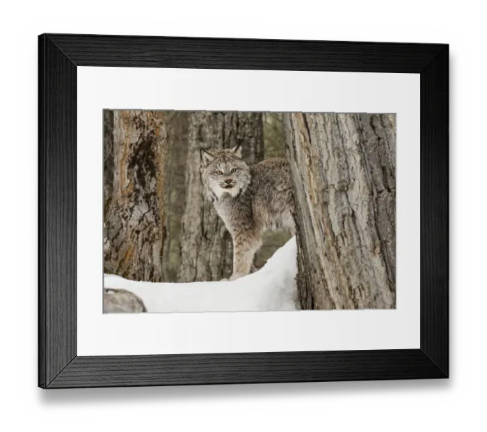 Framed Print : Canada Lynx or Canadian Lynx in winter, (Captive) Montana Lynx canadensis, Felidae Framed Print : Canada Lynx or Canadian Lynx in winter, (Captive) Montana Lynx canadensis, Felidae