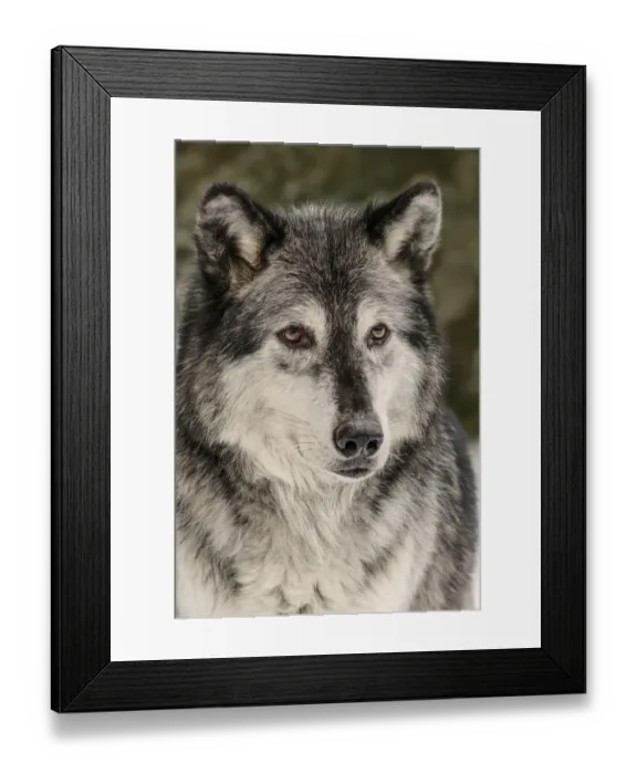 Framed Print : Gray Wolf or Timber Wolf in winter, (Captive Situation) Canis lupis, Montana Framed Print : Gray Wolf or Timber Wolf in winter, (Captive Situation) Canis lupis, Montana