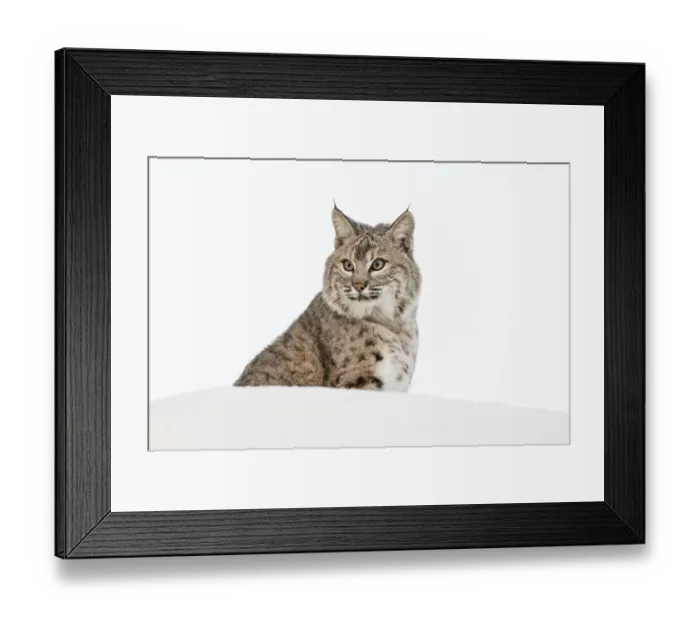 Framed Print : Bobcat in snow (Captive) Montana Lynx rufus