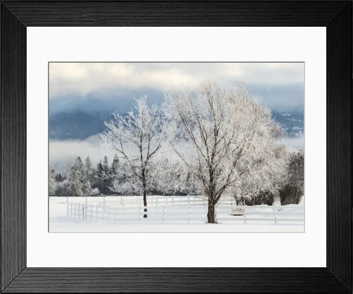 Framed Print : Heavy frost on trees, Kalispell, Montana