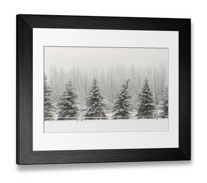 Framed Print : Heavy frost on trees, Kalispell, Montana