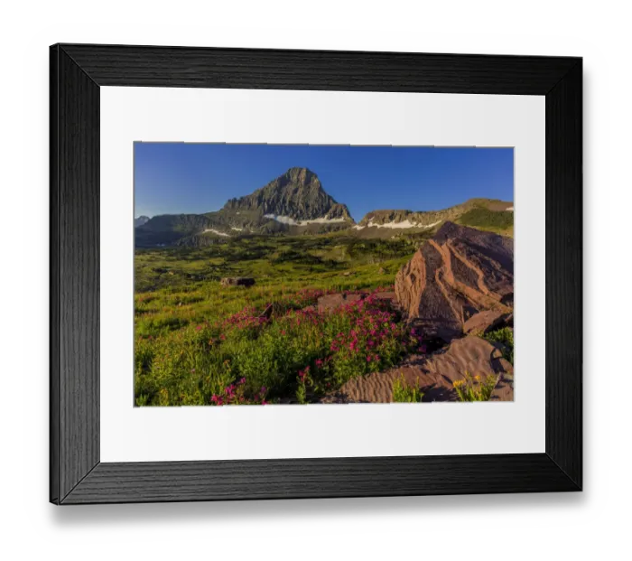 Framed Print : Alpine wildflowers with Mount Reynolds at Logan Pass in Glacier National Park, Montana Framed Print : Alpine wildflowers with Mount Reynolds at Logan Pass in Glacier National Park, Montana