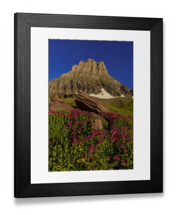 Framed Print : Alpine wildflowers with Mount Clements at Logan Pass in Glacier National Park, Montana