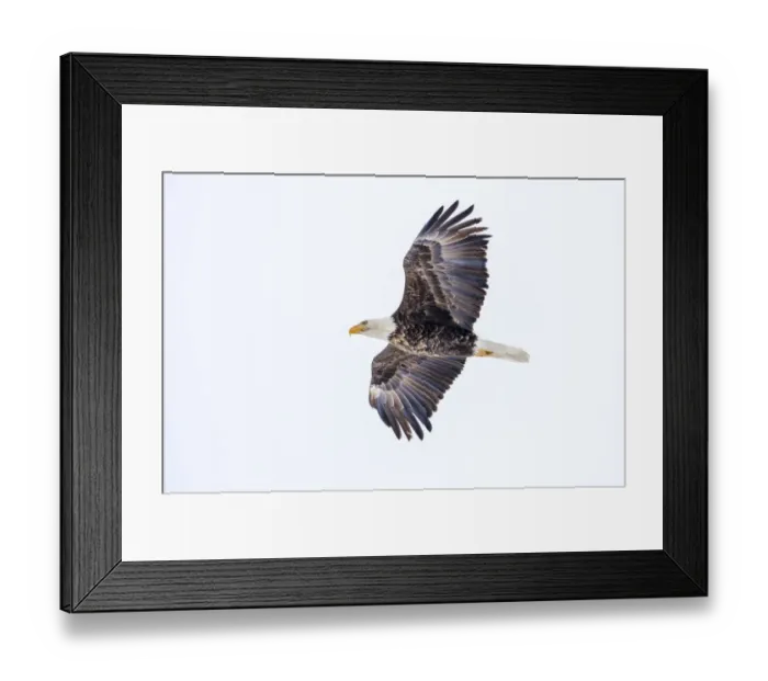 Framed Print : Mature bald eagle in flight at Ninepipe WMA near Ronan, Montana, USA Framed Print : Mature bald eagle in flight at Ninepipe WMA near Ronan, Montana, USA