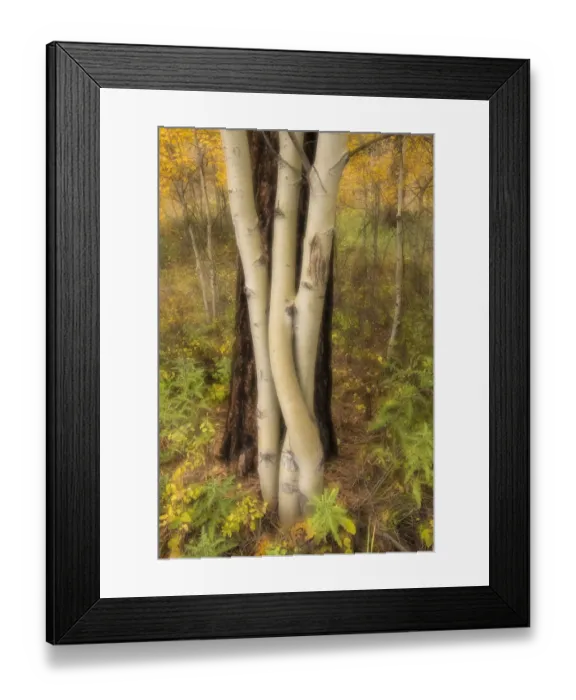Framed Print : USA, Montana, Russell Gates Park. Tree montage
