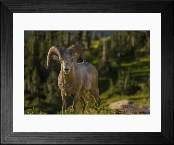 Framed Print : Bighorn sheep ram in Glacier National Park, Montana, USA