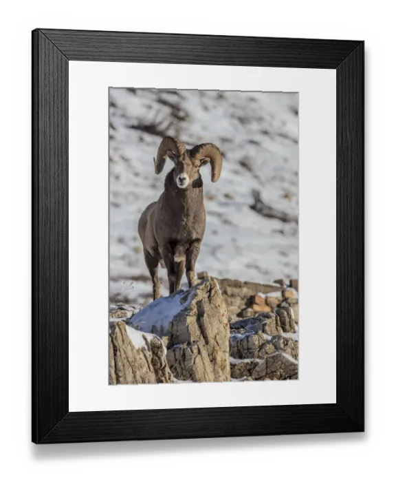 Framed Print : Bighorn sheep ram in ealry winter in Glacier National Park, Montana, USA Framed Print : Bighorn sheep ram in ealry winter in Glacier National Park, Montana, USA