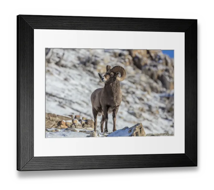 Framed Print : Bighorn sheep ram in ealry winter in Glacier National Park, Montana, USA