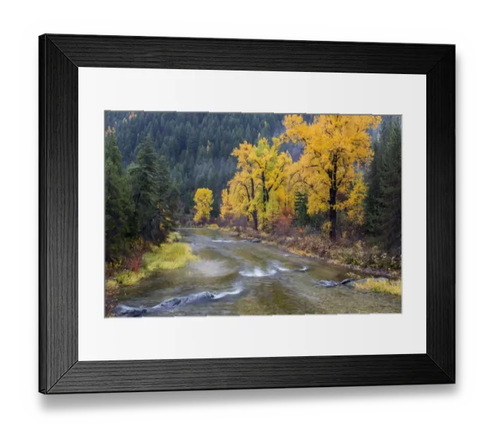 Framed Print : Montana, Mineral County, St. Regis River and trees with goldlen fall color Framed Print : Montana, Mineral County, St. Regis River and trees with goldlen fall color