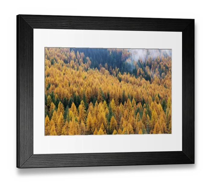 Framed Print : Montana, Lolo National Forest, golden larch trees in fog Framed Print : Montana, Lolo National Forest, golden larch trees in fog