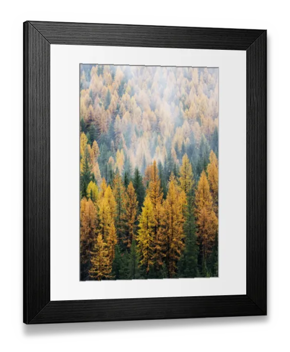 Framed Print : Montana, Lolo National Forest, golden larch trees in fog Framed Print : Montana, Lolo National Forest, golden larch trees in fog