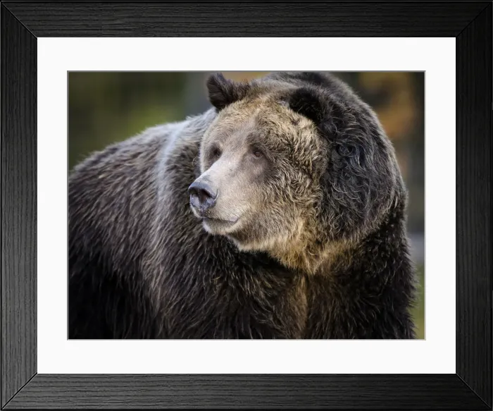 Framed Print : Brown Bear / Grizzly, Ursus arctos, West Yellowstone, MT, controlled, (MR) Framed Print : Brown Bear / Grizzly, Ursus arctos, West Yellowstone, MT, controlled, (MR)