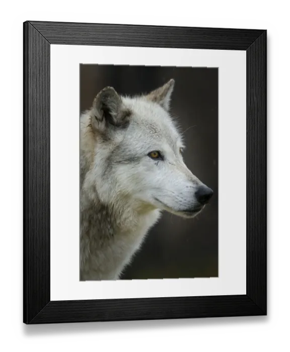Framed Print : Gray  /  Grey Wolf, Canis lupus, West Yellowstone, Montana, controlled, (MR)