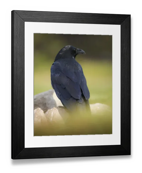 Framed Print : Common Raven, Corvus corax, West Yellowstone, Montana, wild Framed Print : Common Raven, Corvus corax, West Yellowstone, Montana, wild