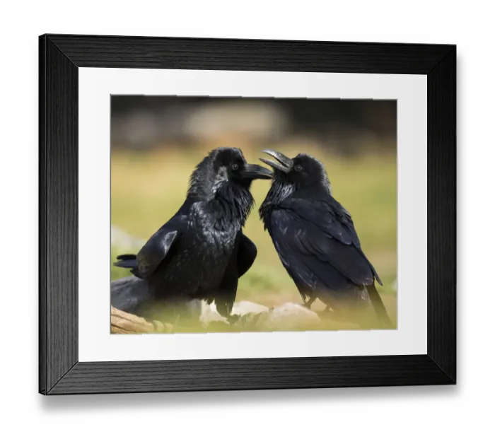 Framed Print : Pair of Common Ravens, Corvus corax, West Yellowstone, Montana, wild Framed Print : Pair of Common Ravens, Corvus corax, West Yellowstone, Montana, wild