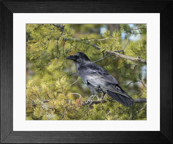 Framed Print : Common Raven, Corvus corax, West Yellowstone, Montana, wild Framed Print : Common Raven, Corvus corax, West Yellowstone, Montana, wild
