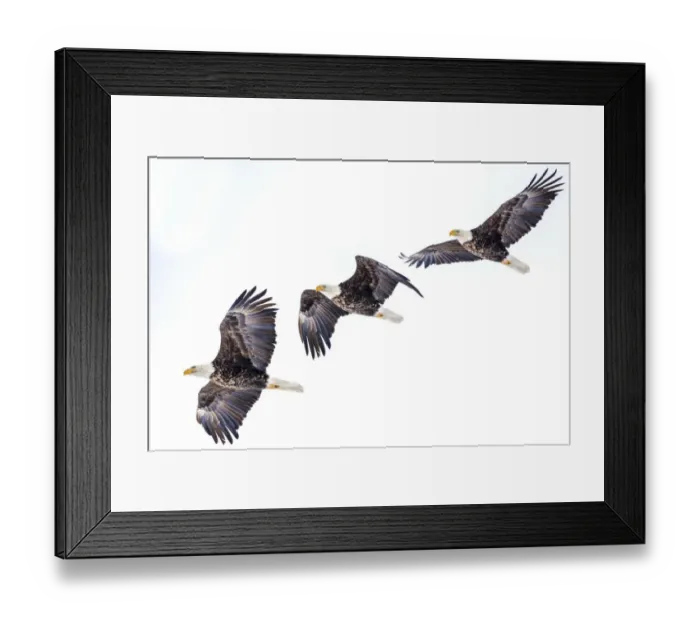 Framed Print : Mature bald eagle in flight sequence at Ninepipe WMA near Ronan, Montana, USA digital