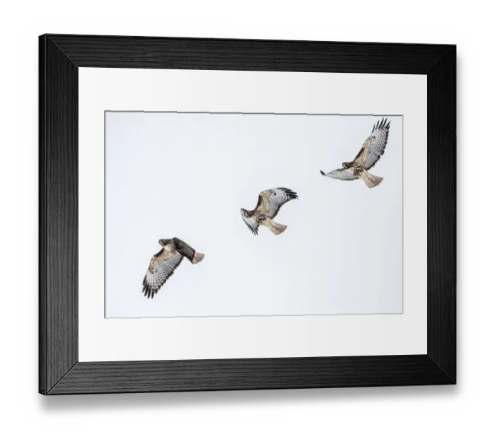 Framed Print : Red tailed hawk in flight sequence at Ninepipe WMA near Ronan, Montana, USA digital Framed Print : Red tailed hawk in flight sequence at Ninepipe WMA near Ronan, Montana, USA digital