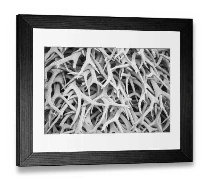 Framed Print : United States, Montana, National Bison Range, Deer Antlers