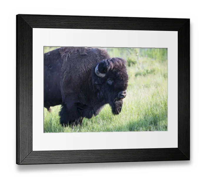 Framed Print : United States, Montana, National Bison Range, Bison Framed Print : United States, Montana, National Bison Range, Bison