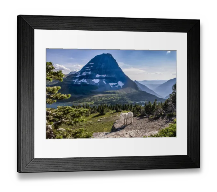 Framed Print : Mountain Goat in front of Bearhat Mountain and Hidden Lake. Glacier National Park Framed Print : Mountain Goat in front of Bearhat Mountain and Hidden Lake. Glacier National Park