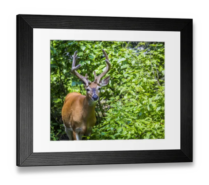 Framed Print : Glacier National Park, montana, white tailed deer, us27 yke0021 Framed Print : Glacier National Park, montana, white tailed deer, us27 yke0021
